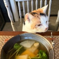 お雑煮を作るのに『猫のために茹でていた鶏肉』を拝借した結果…19歳の猫が見せた『まさかの反応』に「なんでもお見通しｗ」と１万いいね