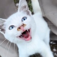 助けを求めるかのように鳴いていた『ボロボロの白猫』→保護を決意して…涙が止まらない『現在の様子』に「きっと選んで来たんだ」「よかった」