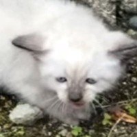 車の運転中、うずくまっていた『しょんぼり顔の子猫』と出会った結果…「目頭が熱くなった」心温まるエピソードが48万再生「素敵な出会い」