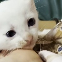 泣いてお別れをした『保護子猫』→5か月ぶりに再会した結果……胸を打つ光景に「また会えてよかった」「号泣した」と7万再生の反響