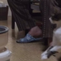 ネコがぐるぐると回る『餅つき機』を初めて見た結果…まさかの『シュールな光景』に爆笑する人が続出「かわいい子」「猫背じゃないｗ」