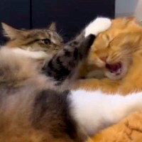 一緒にくつろぐ２匹のネコ→どさくさに紛れて噛もうとした結果…思わず笑ってしまう『攻防戦』が11万再生「ガブッといっちゃえ」「推せるわぁ」