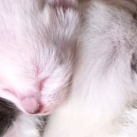 赤ちゃん時代は『真っ白だった猫』→成長すると……別猫のような『驚きの大変身』が17万再生「瞳の色がすごい綺麗」「美しさに変わりなし」