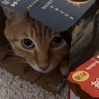 『隠れられていると思ってる？』ビールの空き箱に入った猫ちゃん…微笑ましすぎる瞬間に２万いいね「おちゃめだねｗ」「めっちゃ可愛い」