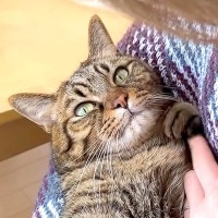 ママのことが大好きな猫→どうしても離れたくなくて…悶絶級に愛おしい『甘えん坊な様子』に「お返事が可愛い」「羨ましい限り…」と反響の声