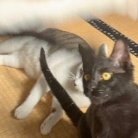 猫たちを撮影していると、とんでもない写り方をして…狙っても撮れない『まさかの瞬間』に「ありえない光景ｗｗ」「奇跡」と３万いいね