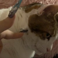 ネコに次々と『イタズラ』をしかけた結果…可愛すぎるリアクションが131万再生「めっちゃ見てて笑った」「満足感がすごい」と大反響