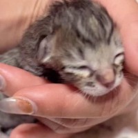 産み落とされてから『24時間も放置された赤ちゃん猫』→ギリギリのところで保護されると…現在の様子に「本当にありがとう」「良かった」の声