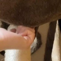 キャットタワーでくつろぐ猫→ハンモックの底をツンツンしてみたら…『たまらない瞬間』に19万いいね「かぁぁぁｗ可愛すぎる」「ぴょこｗ」