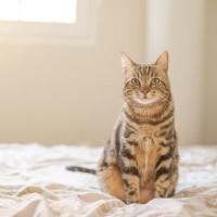 猫が飼い主から『離れて寝ようとする』理由5つ　愛猫の心理から一緒に寝るためのコツまで