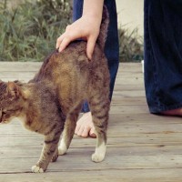 猫が『お尻を撫でられたがる』理由3つ　愛猫を虜にさせる上手な撫で方のコツも