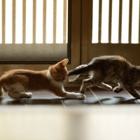 猫たちが『追いかけっこ』をする理由3つ　仲良し度を見分けるコツや安全対策の方法も解説