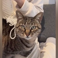 寒い冬、ママが手作りした『ニット帽』をかぶせてもらった猫→『気に入った？』と聞かれると…尊い光景が52万再生「可愛すぎて泣けてくる」