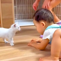 ゴミ収集場に捨てられていた保護子猫→人間の赤ちゃんと遊んだ結果…宝物のような『愛おしいやり取り』に反響「優しくナデナデできてえらい」