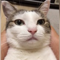 お薬を飲んだ猫に『がんばった！』と言ったら…思わず耳を疑った『まさかの返事』が158万再生「ニャンじゃないｗ」「真似してるのかなｗ」