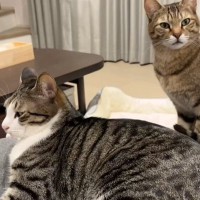 ママの膝の上を兄弟猫に譲った猫→『次の瞬間』…「ツボすぎるｗｗ」まさかの『表情』が78万再生「本意ではなかったかｗ」「優しい世界」