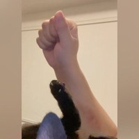 寝転がっていた子猫→目の前で手を『グーパー』してみたら…「過呼吸になるかと思った」尊すぎる反応が59万再生「はあ癒された」と悶絶の声