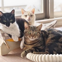先住猫が新入り猫を『受け入れた』サイン3つ　打ち解けてもらうコツから注意点まで解説