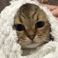 爪切りが嫌で『抵抗するネコ』→毛布で包んでみると……「可愛すぎるｗ」「湯上がり猫みたいにｗ」微笑ましい光景に癒される人続出