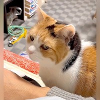 飼い主さんと一緒に寝たい三毛猫→呼んでも来ないと思ったら…破壊力が高すぎる『尊い行動』が10万再生「乙女心にキュン」「奥ゆかしいニャンコ」