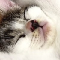 元気いっぱいに遊んでいた『保護子猫』→膝の上に来ると…大胆な寝姿に笑ってしまう人が続出「大物になりそうｗ」「寝相と表情がたまらん」