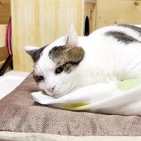 『お昼寝しようかな』女の子がベッドに向かうと、猫が待っていて…羨ましすぎる『幸せにあふれた光景』が話題「愛されてるね」「モフりたい」