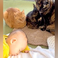 お昼寝する赤ちゃん→３匹のネコが、優しいまなざしで…まるで本当のお姉ちゃんのように『見守っている光景』に「幸せ空間すぎる」と反響の声