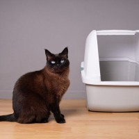 猫に苦痛を与える『トイレの設置場所』5つ　健康トラブルに繋がるリスクや改善策も解説