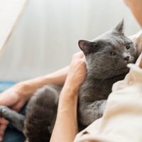 猫に嫌がられない『抱っこ』の方法4選　正しい抱き方のコツからNGポイントまで