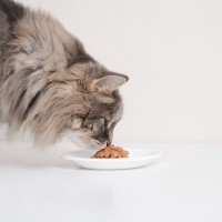 猫の『嗅覚』が持っている驚きの能力5選　大切な役割や機能をご紹介