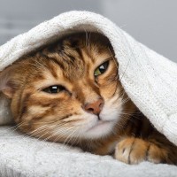 猫が『体調不良』のときにみせるサイン4選　見逃せないポイントや取るべき対処法