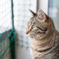 猫を『ベランダ』に出すリスク3つ　取り返しのつかない事故の可能性も