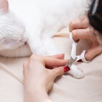 猫の『爪切り』をサボってはいけない理由5つ　放置による危険性から適切なケアのコツまで