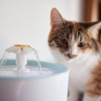 猫が『水分不足』になっているサイン4つ　見逃せない理由から取るべき対処法