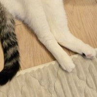 寒い日、ストーブのそばで『温まっていたネコ』→体勢を見ると…笑ってしまう光景に２万いいね「攻めてて可愛い」「長い、長すぎる」と話題