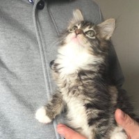 片手で収まるほど『小さかった子猫』が……大型猫の『驚きのビフォーアフター』に「同じ猫とは思えないｗ」「大きくて可愛い」と23万表示