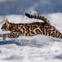 猫が全力で走ったらどのくらい速いの？驚異の速さを誇る理由2つや猫種による違い