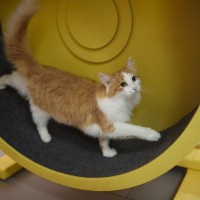 猫の飼い主が『買ってよかった』と感じるグッズ4選　あると便利なシーンや使用するメリットをご紹介