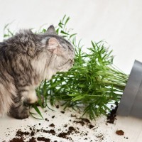 猫の飼い主がなりうる『育猫ノイローゼ』の原因5つ　起こりやすい問題や解決策をご紹介