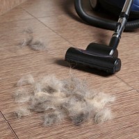 猫の『抜け毛』対策におすすめなアイテム6選　効果的な使い方やお掃除のコツ