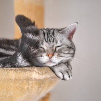 猫に声をかけると『しっぽで返事』する理由3つ　隠されている心理や感情サイン