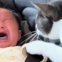 『泣き出してしまった赤ちゃん』に……実家の猫が見せた『まさかの行動』が213万再生「大丈夫だよって言ってそう」「尊すぎてうるっときた」