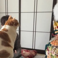 おばあちゃん家の猫→いつもと雰囲気が違う『晴れ着姿の娘さん』を見た結果…可愛すぎる反応が92万再生「綺麗すぎてｗ」「見違えたにゃ」