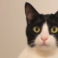 立派に成長した『ハチワレ猫ちゃん』→子猫時代を見てみると……尊すぎる『ビフォーアフター』が44万再生「無茶苦茶可愛い」と反響