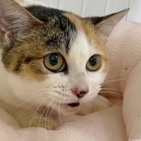 家族に捨てられて『衰弱していた子猫』→保護されて『３か月後』……胸を打つ"変化"に「元気になってよかった」「明るい猫生を願ってる」