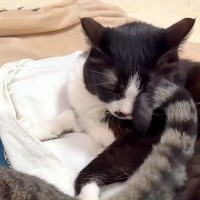 後輩猫に布団を横取りされそうになった猫→睨んでも効果がなくて…想定外な『まさかの反撃方法』に爆笑「猫様らしさ全開」「尻尾ビンタｗ」