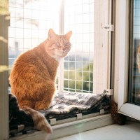 『好奇心が旺盛な猫』によく表れる行動3選　起こりうるトラブルから予防策まで