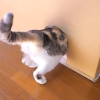 寒がりな愛猫のために『こたつハウス』をDIYした結果…「人間用にも欲しいｗ」見事な完成度と最高の反応が12万再生「なんて素敵」と絶賛