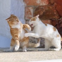 猫たちのケンカを『仲裁』するときの方法2つ　止めるべきタイミングや遊びとの見分け方まで