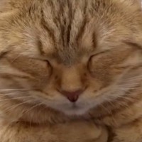 お腹の上でまったりとしていた『猫』→段々と眠くなってきて…微笑ましい瞬間に「か、かわいすぎｗ」「ポジション変わってほしいｗ」と１万いいね